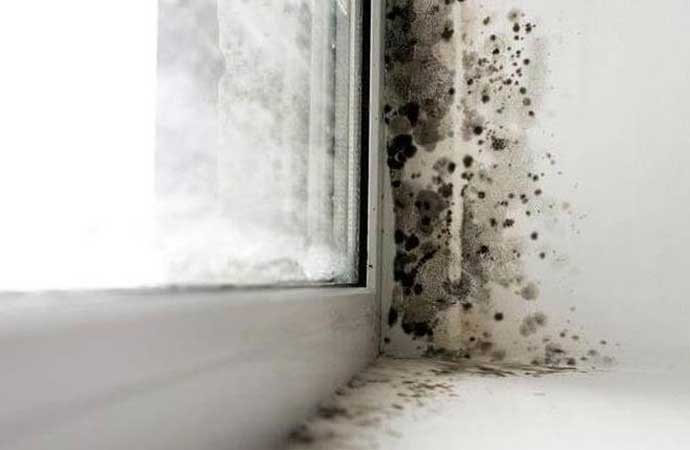 How Does Mold Cause Damage